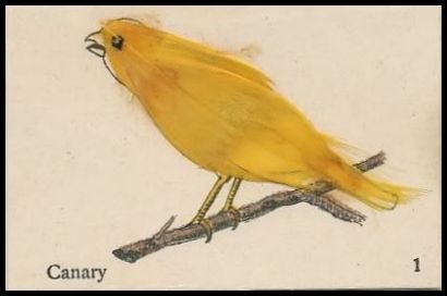 1 Canary